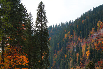 Coniferous forest and mountains, wildlife, landscape.