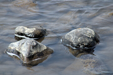 river rocks