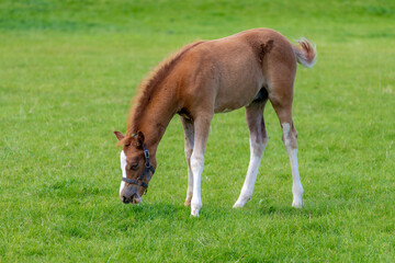 Selective focus of young brown a foal on the field, Young horse nibbling grass on the green grass meadow in summer, Open farm in countryside of Netherlands.