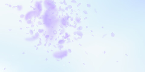 Violet flower petals falling down. Eminent romanti
