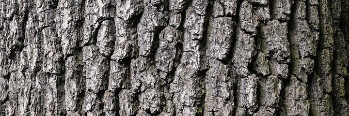 Embossed texture of tree bark. Tree trunk with natural bark patterns on the surface. Natural wood...