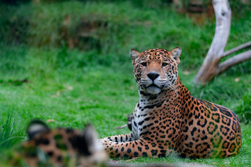 Un jaguar mirando hacia la cámara cuando descansa sobre el césped al aire libre