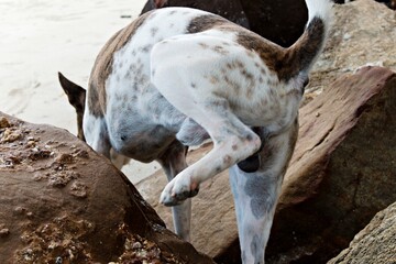dog urinating on the beach