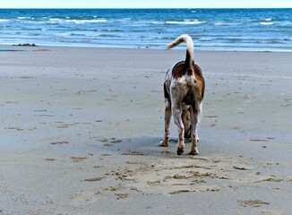 dog on the beach