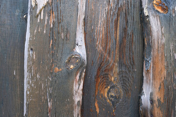 Bark of cedar tree texture background
