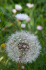 dandelion seed ball