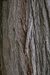 Bark of cedar tree texture background
