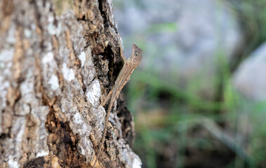 Lizard looking up the tree