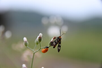 ladybird on a leaf