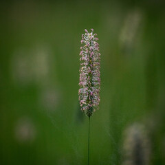 Close Up of Timothy Grass in Summer Field