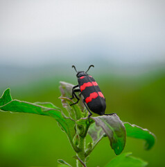 red bug on a green leaf