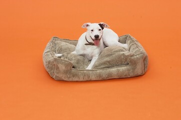 White Dog in brown dog bed with orange background 