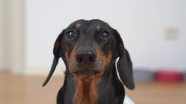 The portrait of adorable black and tan dachshund, looking right to the camera and turning its head from side to side, after going away. barks.