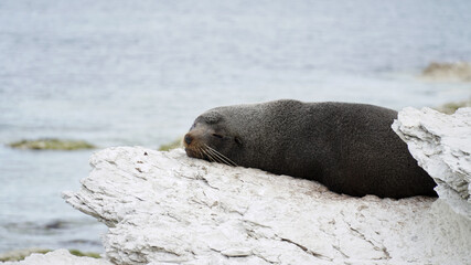 Fototapeta premium Fur seals on a coastal sea landscapes near Kaikoura on the South Island of New Zealand.