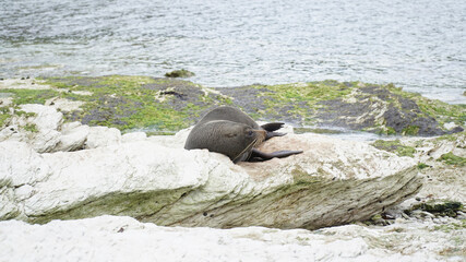 Fototapeta premium Fur seals on a coastal sea landscapes near Kaikoura on the South Island of New Zealand.