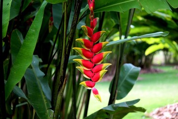 planta flor heliconia