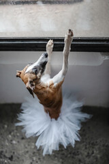 Standing dancing Dog wearing classical white ballet tutu skirt against the background of large window. Creative interesting backdrop for design, banner, placard, invitation, poster, greeting card.