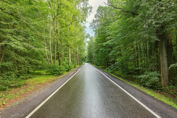 Wet asphalt road in the forest.