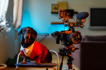Stylish dachshund dog in white shirt and res jacket sits next to professional video camera on a...
