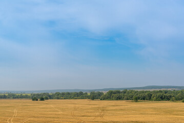 Obraz premium Yellow autumn field with blue sky.