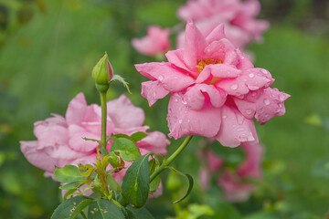 Fototapeta premium Earth Song rose with morning dew drops