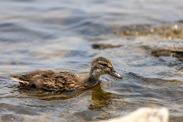 Mallard duckling swimming in shallow water