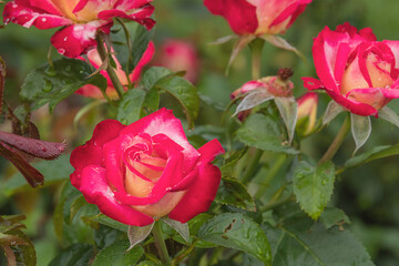 Dick Clark rose with morning dew drops