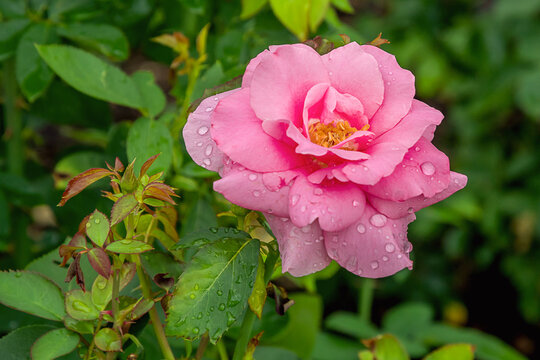 Earth Song rose with morning dew drops