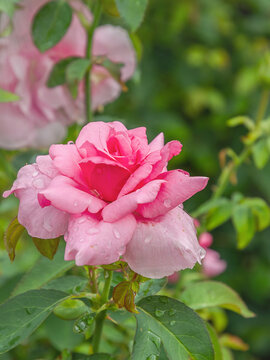 Earth Song rose with morning dew drops