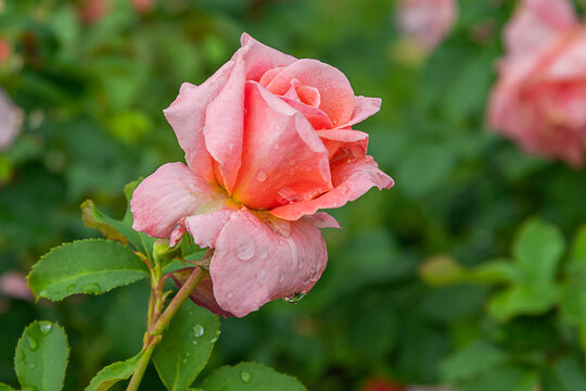 Easy does it rose with morning dew drops