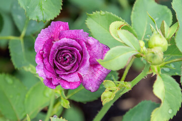 Lavender crush rose with morning dew drops