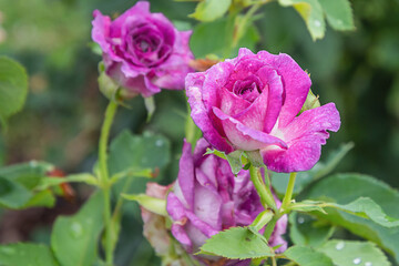 Fototapeta premium Lavender crush rose with morning dew drops