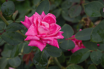 Friendship rose with morning dew drops