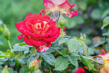 Red and yellow single rose, ketchup and mustard rose with morning dew drops