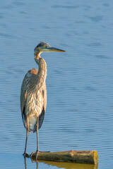 Beautiful wild wading shorebird, Great blue heron 