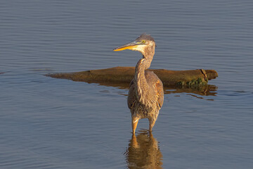 Beautiful wild wading shorebird, Great blue heron 