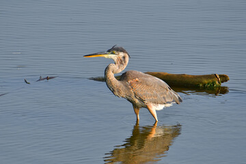 Beautiful wild wading shorebird, Great blue heron 