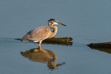 Beautiful wild wading shorebird, Great blue heron 