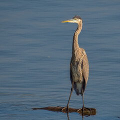 Beautiful wild wading shorebird, Great blue heron 
