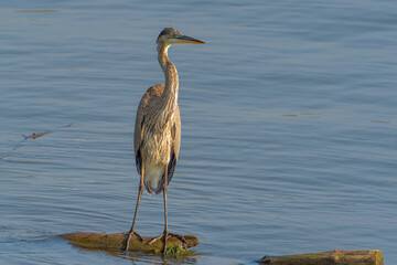 Beautiful wild wading shorebird, Great blue heron 