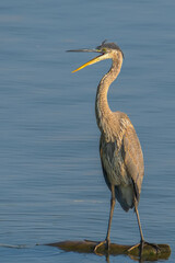 Beautiful wild wading shorebird, Great blue heron 