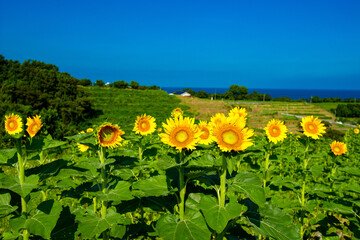 長崎鼻のヒマワリ