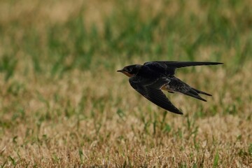 グリーンバックに高速で飛ぶツバメ幼鳥の飛翔シーン