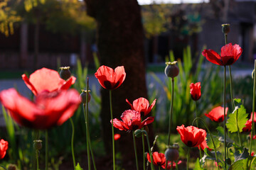Obraz premium Poppy (Papaver rhoeas)