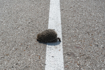 The hedgehog was hit by a car on the road. Downed animal on the road. © Ilya