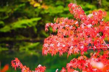 軽井沢の雲場池の紅葉