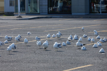 Seagulls gathered in a parking lot