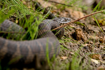 Northern water snake in the grass