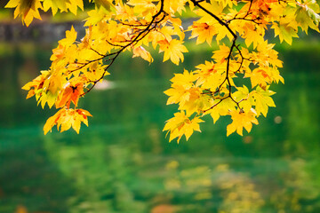 軽井沢の雲場池の紅葉