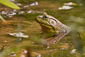 male bullfrog in the pond